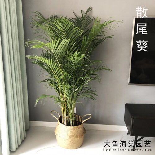 绿植耐阴好养加湿净化空气散尾葵