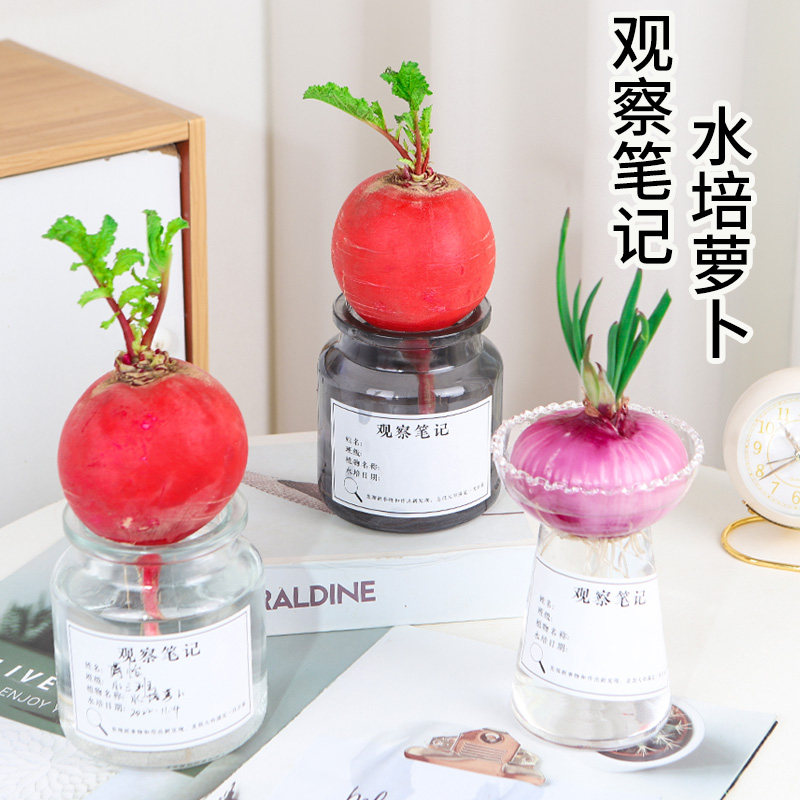 水培植物红皮萝卜盆栽圆葱洋葱绿植幼儿园植物角学学生作业观察