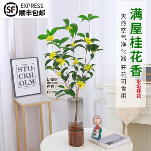 水培四季桂花树苗水养植物室内中式吊钟形似马醉木好养浓香型花卉