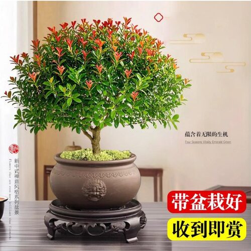 小叶赤楠盆栽四季好养植物绿植