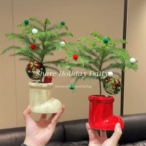 圣诞树南洋杉植物四季好养