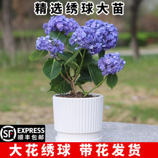 开花卉绿植植物 绣球花苗无尽夏盆栽带花特大老庄室内阳台庭院四季