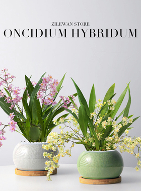 文心兰盆栽带花苞花苗梦香兰室内开花卉植物客厅阳台绿植秋冬兰花