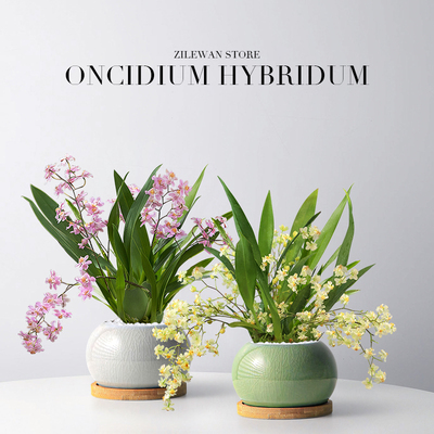 文心兰盆栽带花苞花苗梦香兰室内开花卉植物客厅阳台绿植秋冬兰花