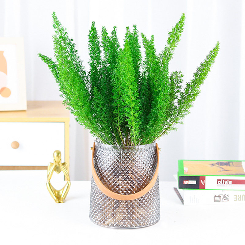 水培植物狐尾天门冬客厅桌面阳台绿植四季好养耐寒耐旱水养花苗