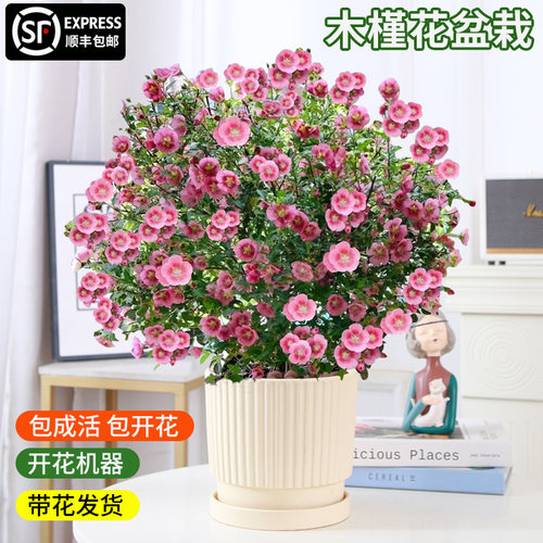 【带花发货】小木槿庭院阳台