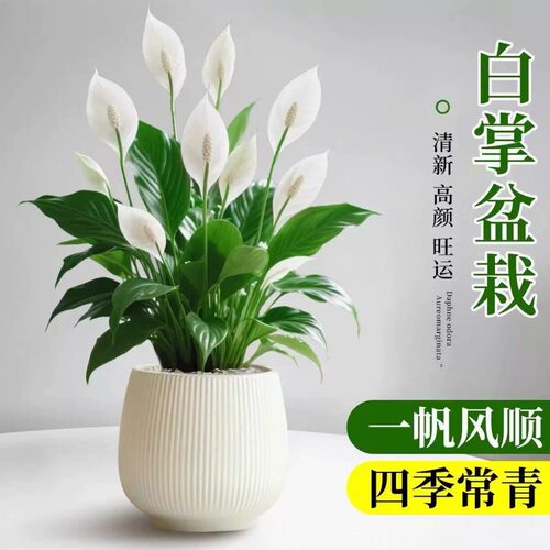 白掌盆栽一帆风顺办公室桌面好养