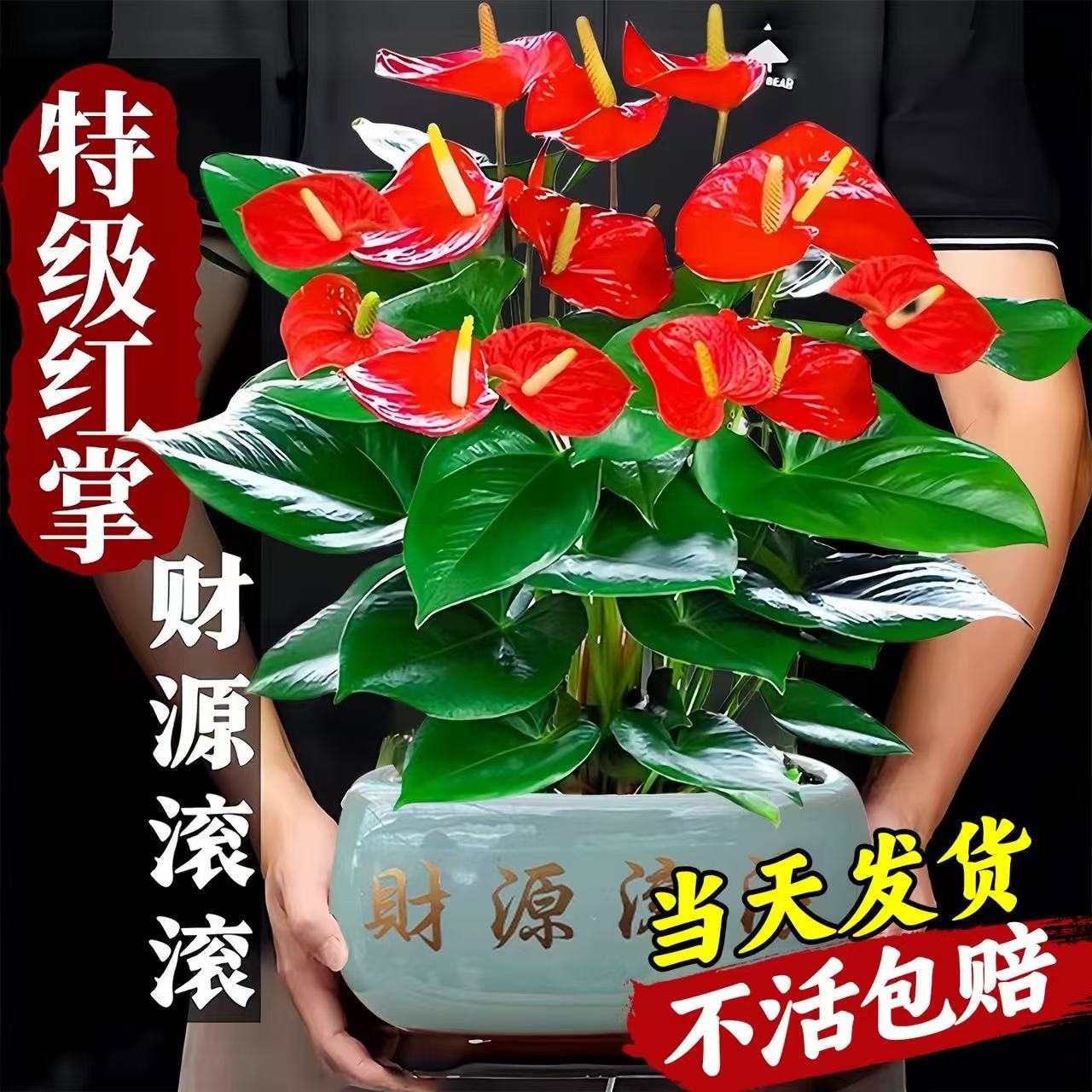 红掌盆栽带花发货花卉植物