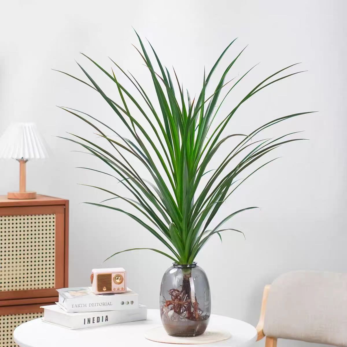 龙须树水培植物绿盆栽植物