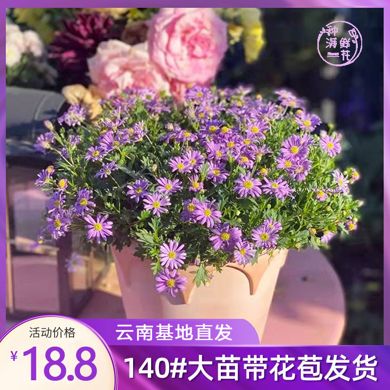 姬小菊盆栽带花苞四季开花小雏菊苗阳台庭院花卉玛格丽特菊花花卉-封面