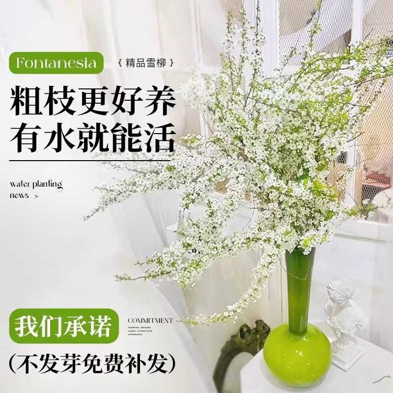 雪柳8枝4.8水培植物花卉