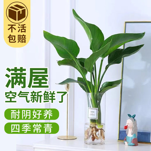 天堂鸟鹤望兰镜湖空气