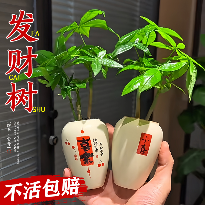 发财树小盆栽植物室内绿办
