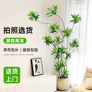 造型百合竹客厅绿植室内大型落地式大盆栽真花植物办公室四季好养