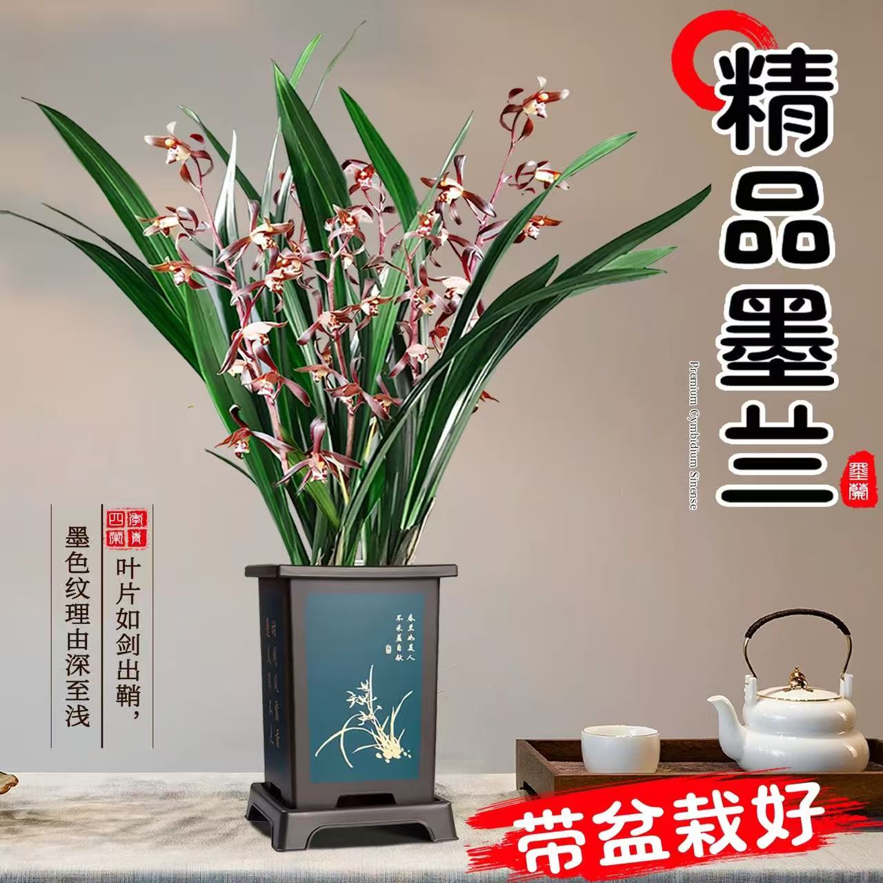 墨兰盆栽花企黑植物浓花卉