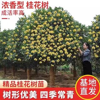 桂花树苗原生金桂丹桂阳台庭院别墅地栽浓香型植物四季常青花卉