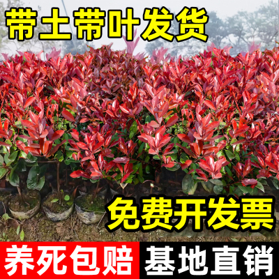 红叶石楠耐寒耐旱四季好养