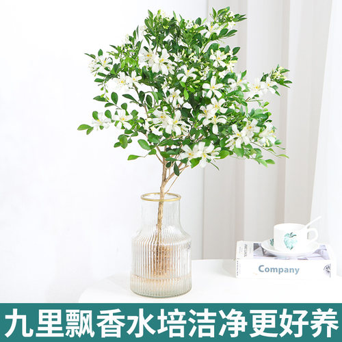 九里香室内桌面四季好养
