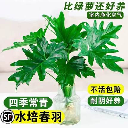 水培植物春羽盆栽蔓绿绒室内龟背竹春雨绿植绿萝好养办公室桌面