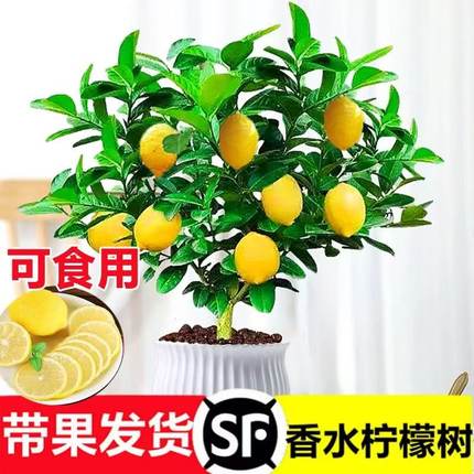 香水柠檬树盆栽苗水果柠檬浓香带果室内客厅绿植物四季好养可食用