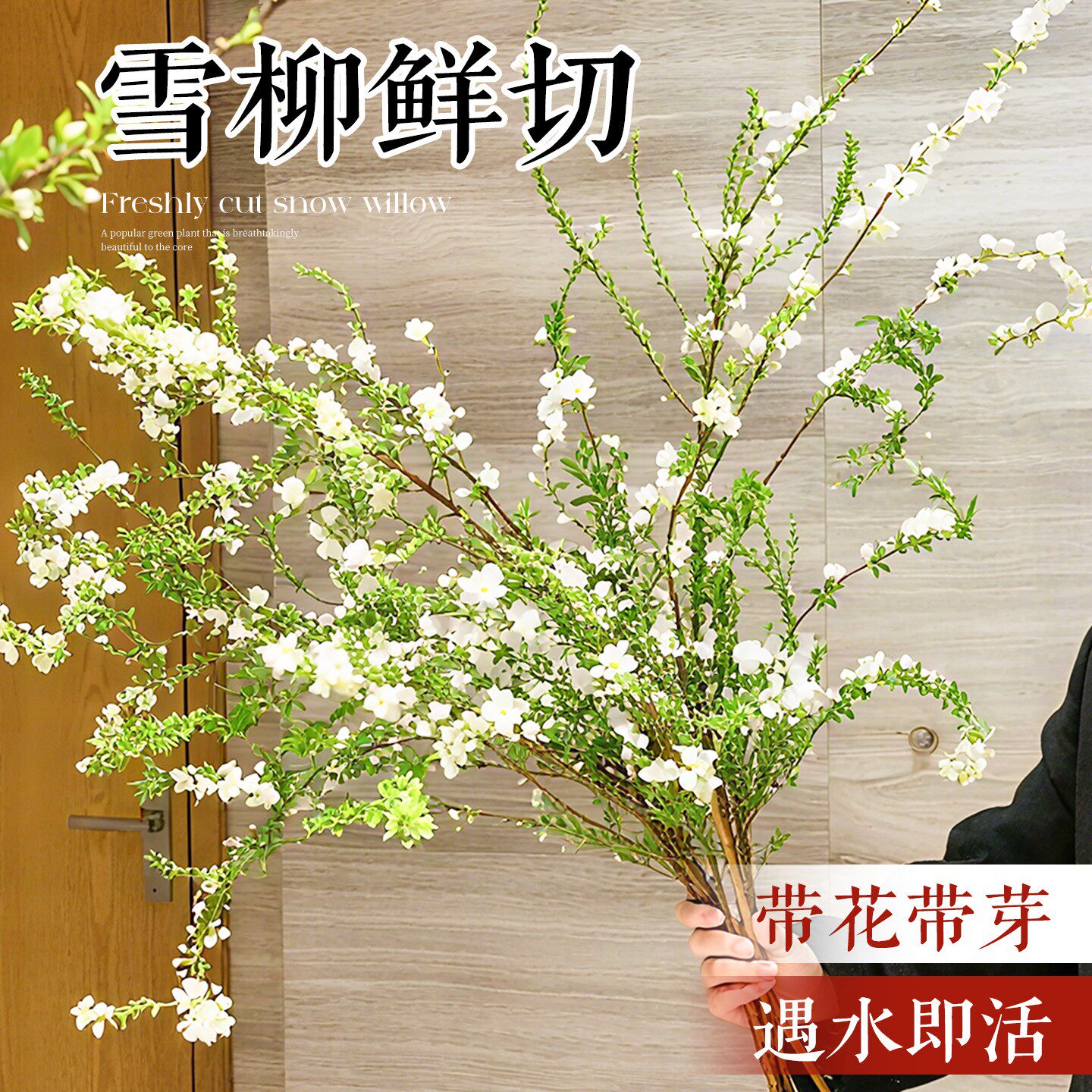 雪柳干枝鲜枝水养插花好养