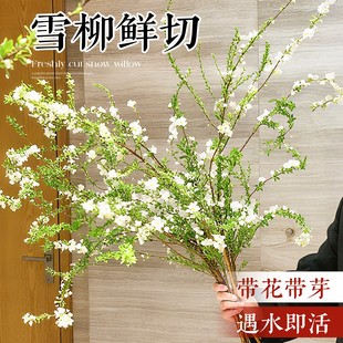 雪柳干枝鲜枝水养插花水培植物鲜花卉室内盆栽带花苞绿植龙柳好活