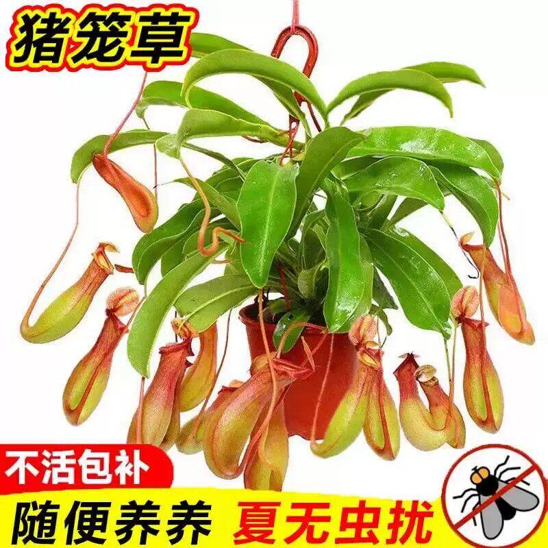 超大捕蝇草盆栽猪笼草苗驱蚊绿植物食人虫草花卉幼儿园室内好养活