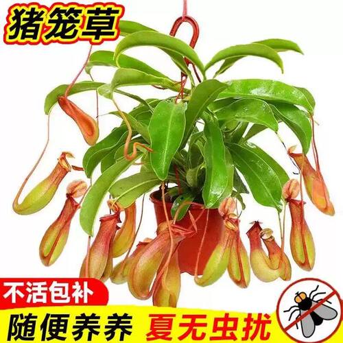 超大捕蝇草盆栽猪笼草苗驱蚊