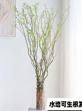 水培植物龙柳鲜枝插花干枝客厅室内装饰盆栽水养雪柳好养吊钟绿植