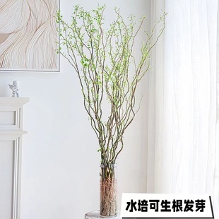 水培植物龙柳鲜枝插花干枝客厅室内装 饰盆栽水养雪柳好养吊钟绿植