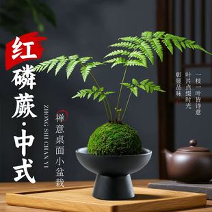 蕨类盆栽红磷蕨苔藓球水培植物一叶蕨室内耐阴新中式禅意盆景绿植