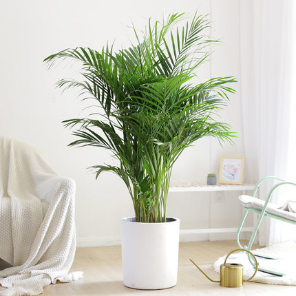 散尾葵凤尾竹植物室内客厅大盆栽除甲醛净化空气办公室绿植观叶