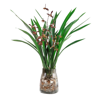 水培植物兰花墨兰盆栽花苗室内客厅桌面水养植物建兰春兰绿植盆景