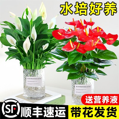 水培红掌白掌大花鸿运当头盆栽
