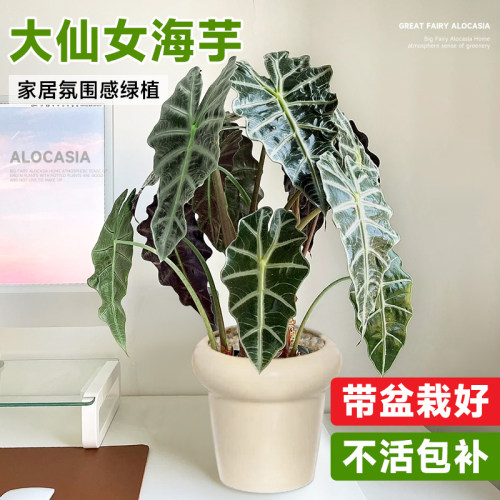 大仙女海芋四季好养桌面盆栽