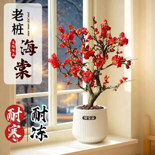 四季海棠花盆栽耐旱耐阴彩玉海棠树苗老桩盆景花卉植物室内花好养