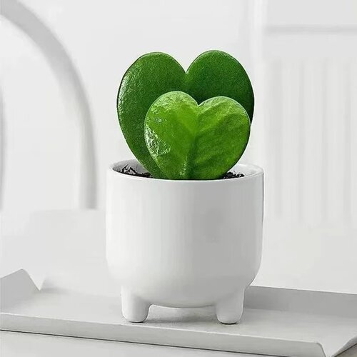 一片心四季好养桌面植物