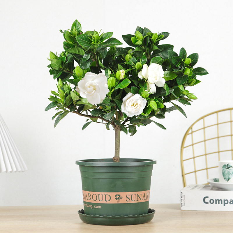 大花牡丹栀子花四季好养独杆大叶栀子花盆栽带花苞阳台客厅花卉