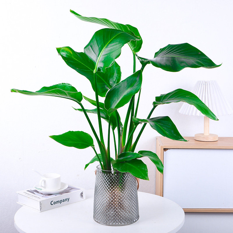 天堂鸟盆栽水培植物四季长青办公室桌面绿植水养鹤望兰耐阴好养