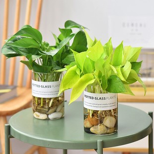 水培植物黄金葛绿萝玻璃杯花瓶套装 水培盆栽好养易活室内水养绿植