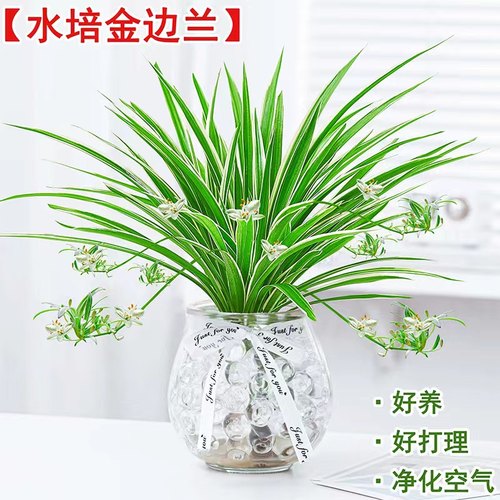 金边吊兰室内桌面四季好养