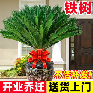 铁树盆栽绿植花卉树苗大盆景铁树开花公母耐寒耐旱室内好养植物