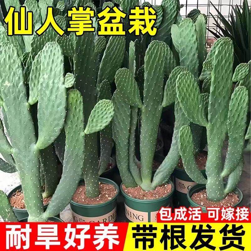 仙人掌盆栽米邦塔墨西哥仙人掌可食用多肉植物好养肉肉嫁接绿植物