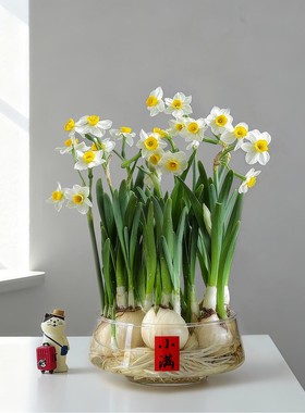 漳州水仙花盆栽室内水培植物办公室桌面净化空气绿植盆景年宵花卉