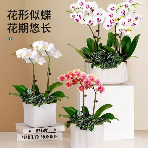 【带花发货】蝴蝶兰四季好养