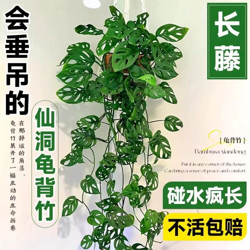 仙洞龟背室内桌面爬藤植物
