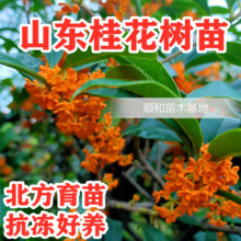 桂花树苗原生丹桂金桂浓香型庭院桂花树盆栽地栽四季长青桂花苗