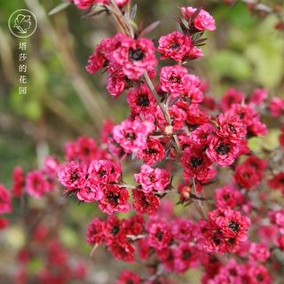 塔莎的花园松红梅盆栽带花小苗花卉植物阳台开花植物好养庭院