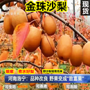咳嗽煮水金珠果沙梨子新鲜孕妇水果野生酸甜小红梨可做泡腌梨