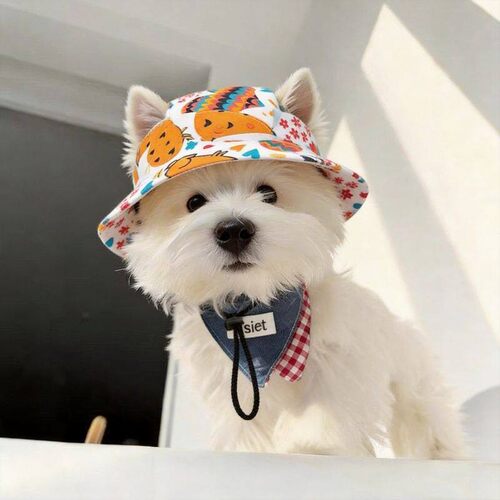 宠物狗狗帽子露耳朵夏季薄款防晒可爱比熊遮阳猫咪外出装饰渔夫帽
